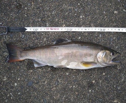 アマゴの釣果