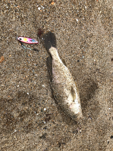 イシモチの釣果