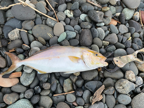 ショゴの釣果