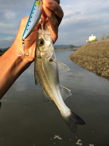 セイゴ（マルスズキ）の釣果