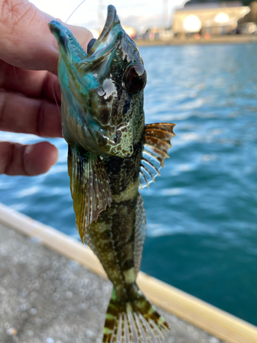 アナハゼの釣果