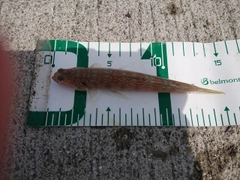 オキエソの釣果