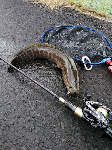 ライギョの釣果