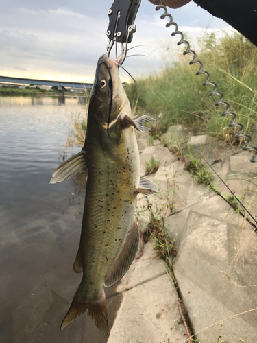 ナマズの釣果