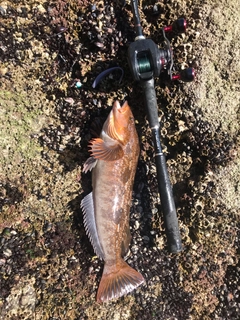 アイナメの釣果