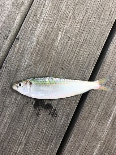 サッパの釣果