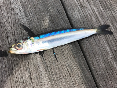 ウルメイワシの釣果