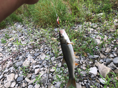 ウグイの釣果