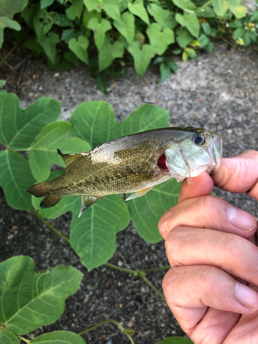 ブラックバスの釣果