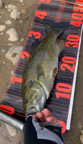 スモールマウスバスの釣果