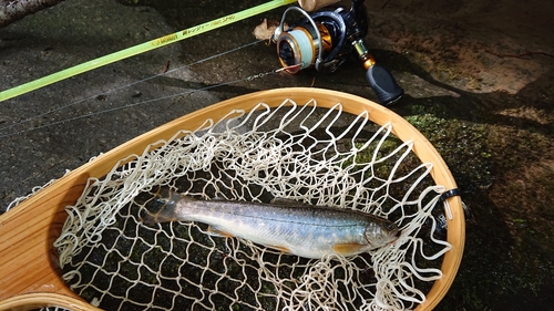 オショロコマの釣果