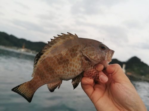 オオモンハタの釣果