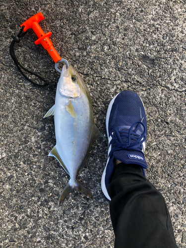 ショゴの釣果