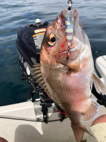 タイの釣果