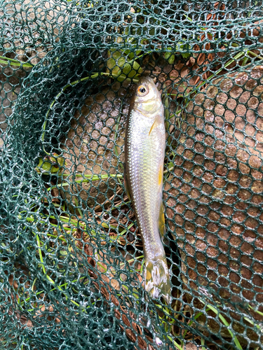 カワムツの釣果