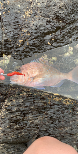 マダイの釣果