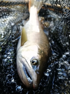 ヤマメの釣果