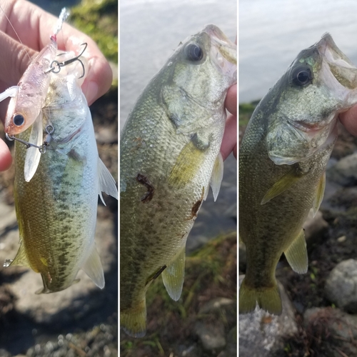 ブラックバスの釣果