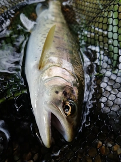 ヤマメの釣果