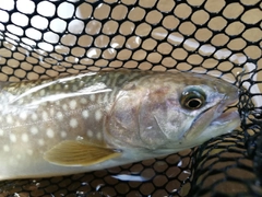 イワナの釣果