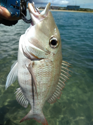 クチナジの釣果