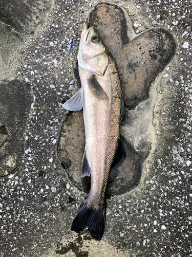 マルスズキの釣果