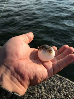 クサフグの釣果