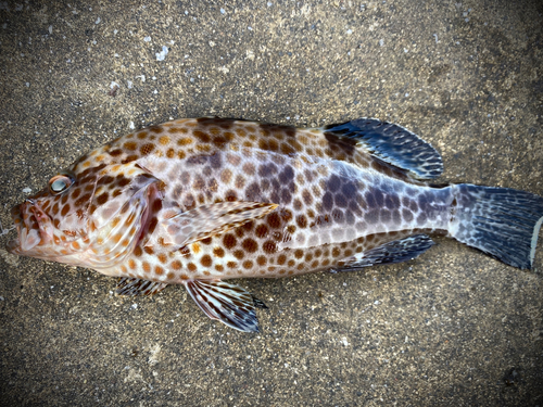 オオモンハタの釣果