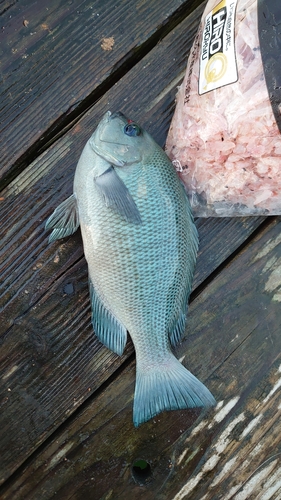 メジナの釣果