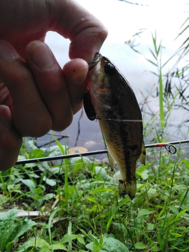 ラージマウスバスの釣果