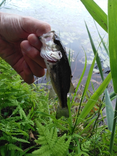 ラージマウスバスの釣果