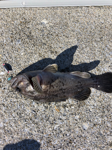 ソイの釣果