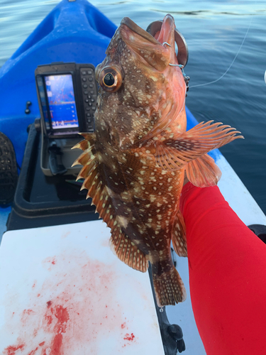 キジハタの釣果