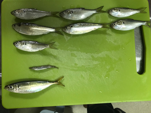 アジの釣果