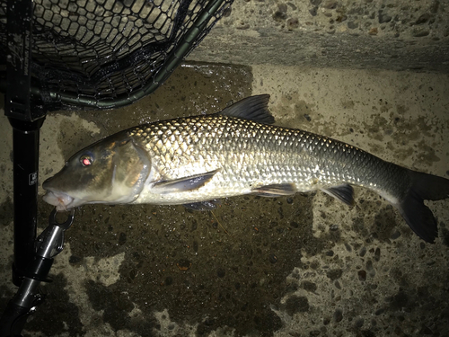 ニゴイの釣果