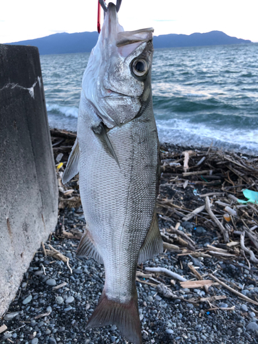 ヒラスズキの釣果