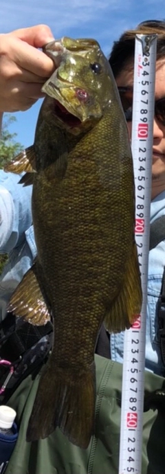 スモールマウスバスの釣果