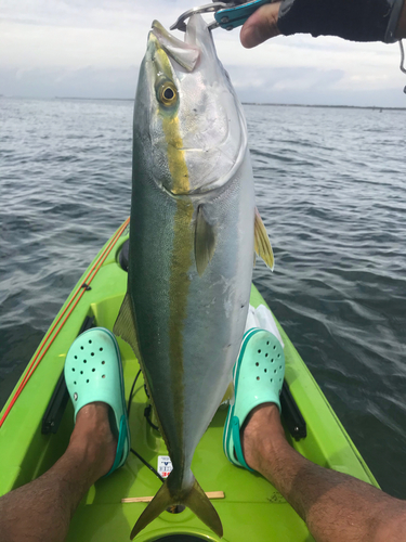 イナダの釣果