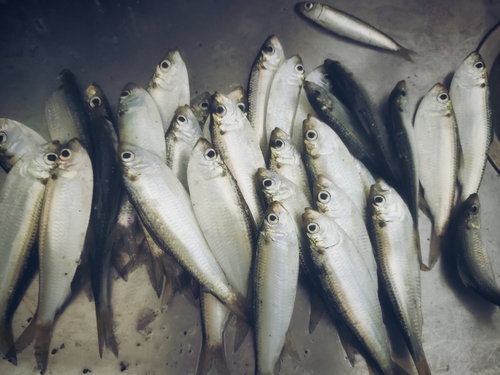 カタボシイワシの釣果