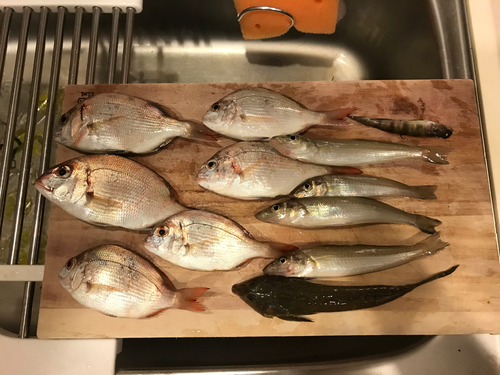 タイの釣果