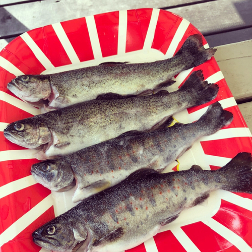 アマゴの釣果