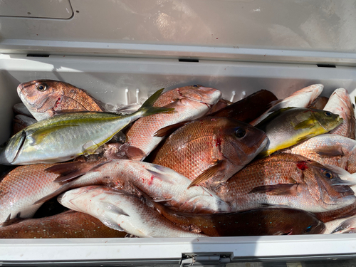 タイの釣果