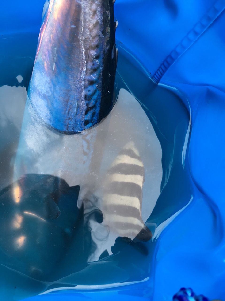ヒラソウダ