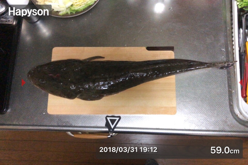 マゴチの釣果