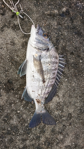 クロダイの釣果