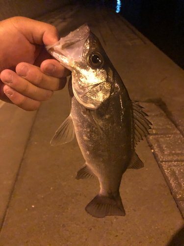 セイゴ（ヒラスズキ）の釣果