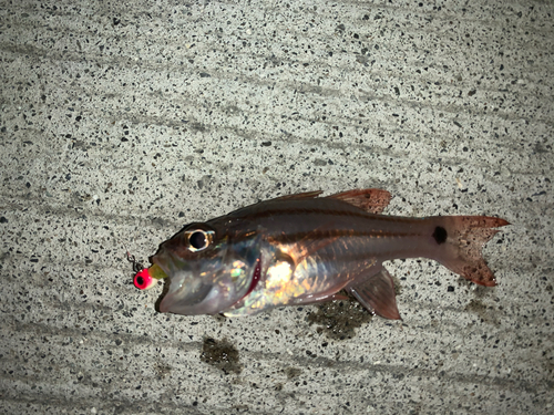 オオスジイシモチの釣果