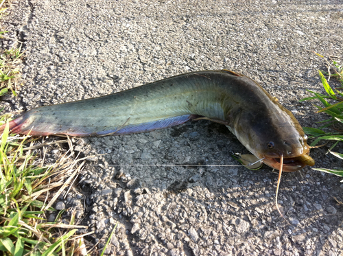 アメリカナマズの釣果