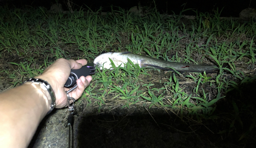 ナマズの釣果