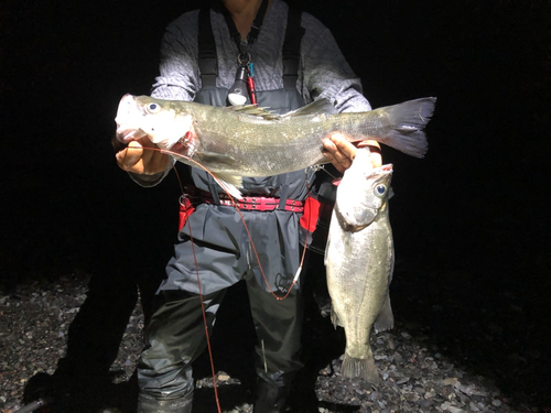 ヒラスズキの釣果